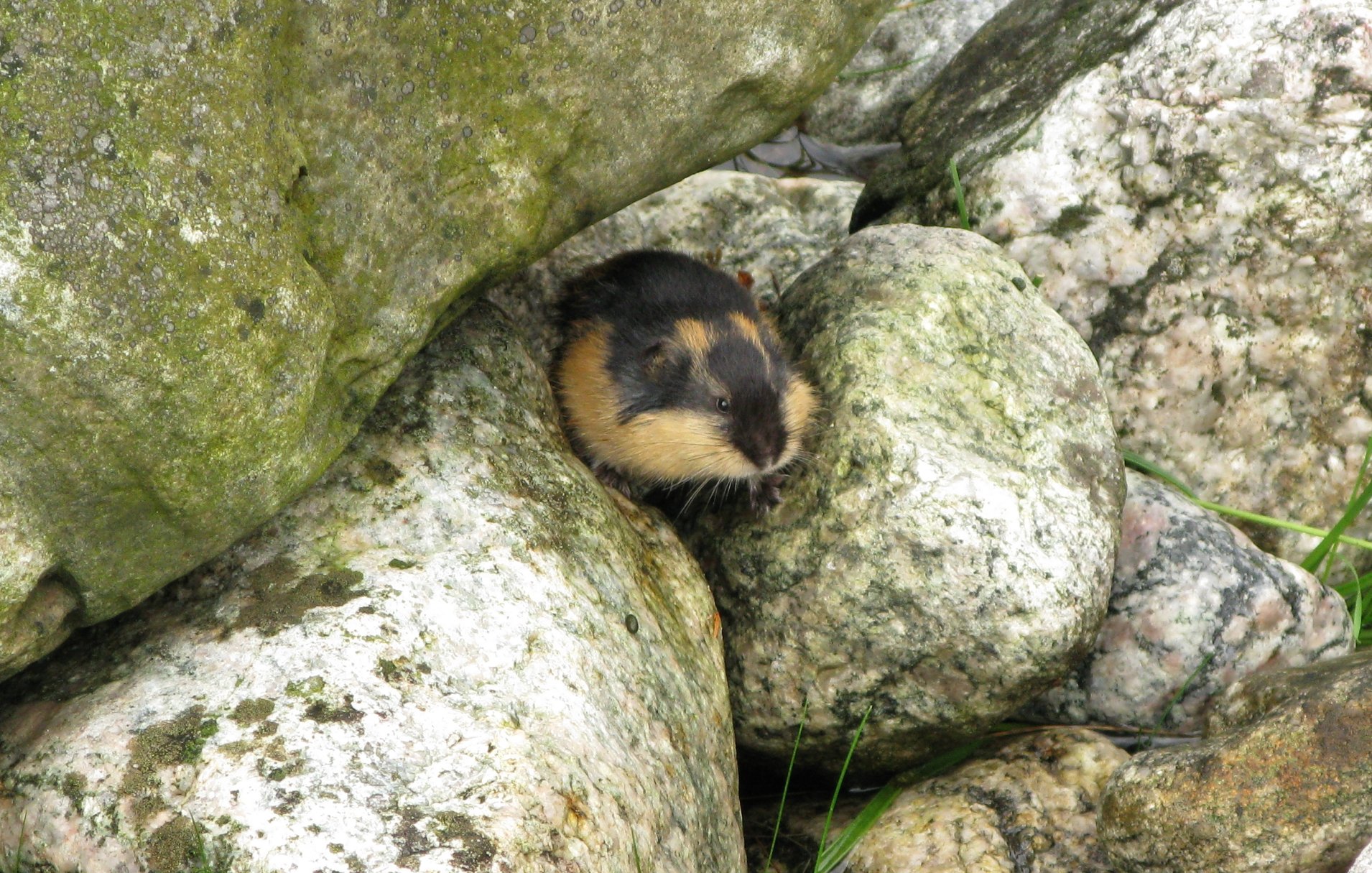Lemming, Lysebotn